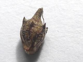 Img.VTax3074.ExN.Img9