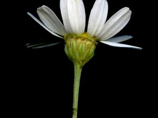 Img.VTax3119.ExN.Img9