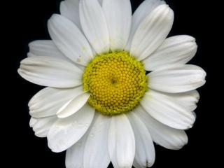 Img.VTax3130.ExN.Img4