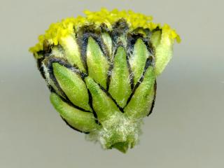 Img.VTax3130.ExN.Img8
