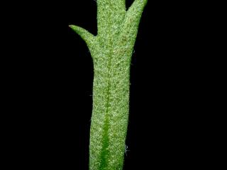 Img.VTax3130.ExN.Img9