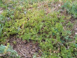 Img.VTax3132.ExN.Img6