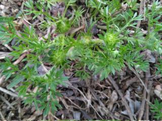 Img.VTax3132.ExN.Img8