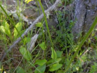 Img.VTax3158.ExN.Img1