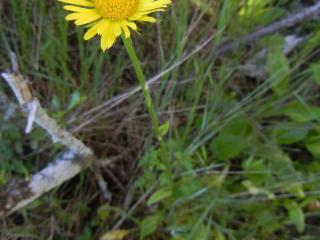 Img.VTax3158.ExN.Img3