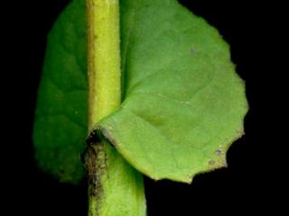 Img.VTax3186.ExN.Img4