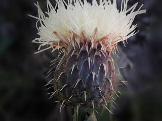 Img.VTax3247.ExN.Img7