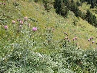Img.VTax3249.ExN.Img4