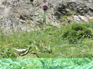 Img.VTax3249.ExN.Img8