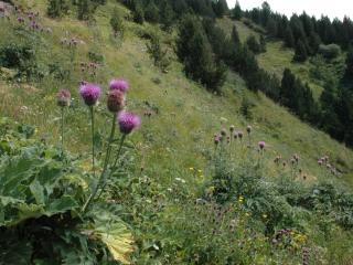 Img.VTax3249.ExN.Img9