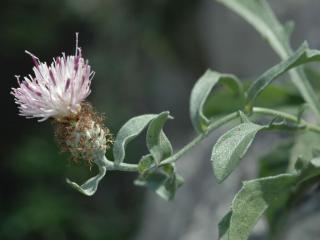 Img.VTax3285.ExN.Img7