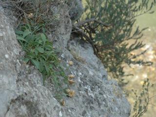 Img.VTax3285.ExN.Img9