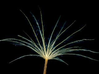 Img.VTax3317.ExN.Img1