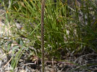 Img.VTax3317.ExN.Img15