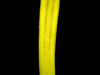 Img.VTax3343.ExN.Img1