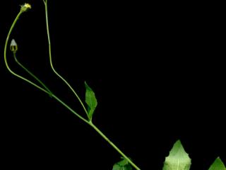Img.VTax3401.ExN.Img1