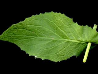 Img.VTax3401.ExN.Img6