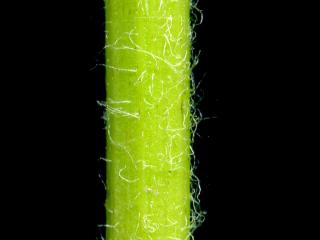 Img.VTax3401.ExN.Img8