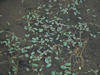 Img.VTax3470.ExN.Img3