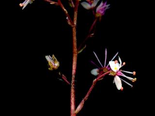 Img.VTax352.ExN.Img6
