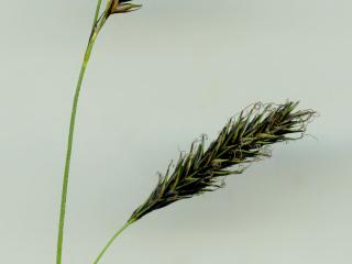 Img.VTax3778.ExN.Img4