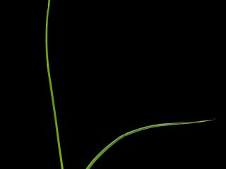Img.VTax3778.ExN.Img6