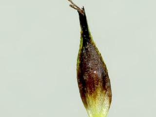Img.VTax3778.ExN.Img7