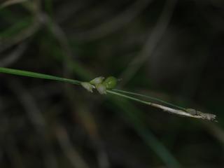 Img.VTax3795.ExN.Img15