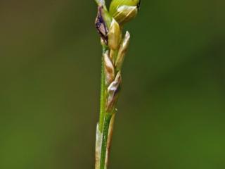 Img.VTax3795.ExN.Img8