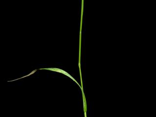 Img.VTax3928.ExN.Img1