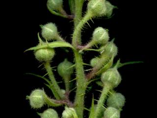 Img.VTax395.ExN.Img4