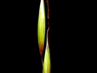 Img.VTax4011.ExN.Img2