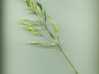 Img.VTax4011.ExN.Img3
