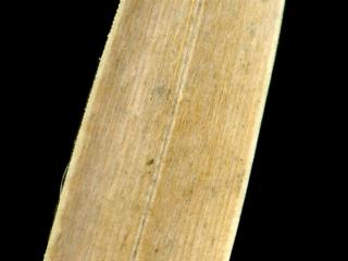 Img.VTax4015.ExN.Img1