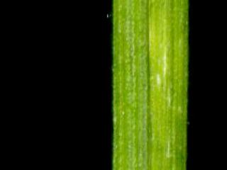 Img.VTax4015.ExN.Img7