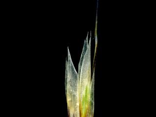 Img.VTax4015.ExN.Img9