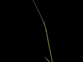 Img.VTax4114.ExN.Img7