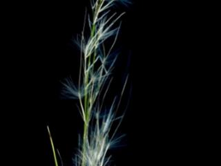 Img.VTax4120.ExN.Img2