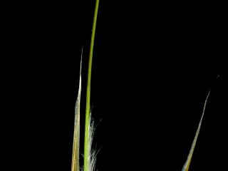 Img.VTax4124.ExN.Img2