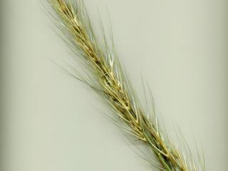Img.VTax4124.ExN.Img3
