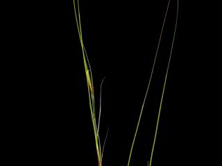 Img.VTax4128.ExN.Img1