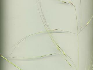 Img.VTax4128.ExN.Img2