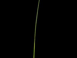 Img.VTax4128.ExN.Img3