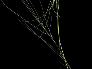 Img.VTax4129.ExN.Img1