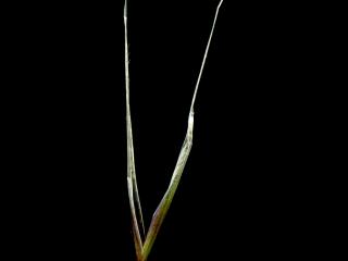 Img.VTax4129.ExN.Img3