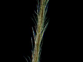 Img.VTax4129.ExN.Img6