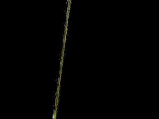 Img.VTax4129.ExN.Img7