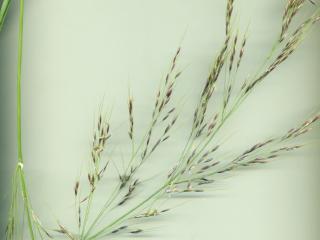 Img.VTax4134.ExN.Img9