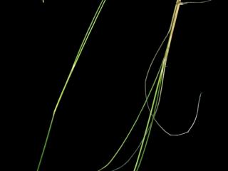 Img.VTax4148.ExN.Img3