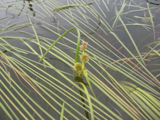 Img.VTax4333.ExN.Img1